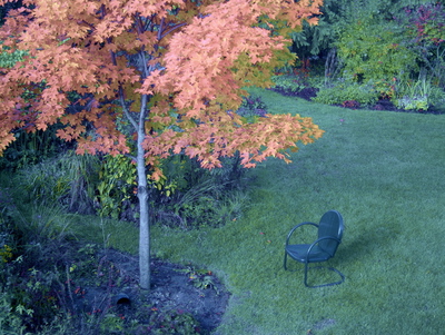 Infrared-Visible hybrid photo of a garden