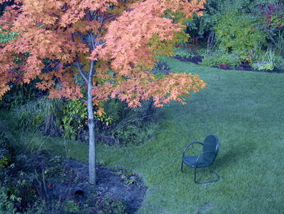 Infrared-Visible hybrid photo of a garden Infrared-Visible hybrid photo of a garden